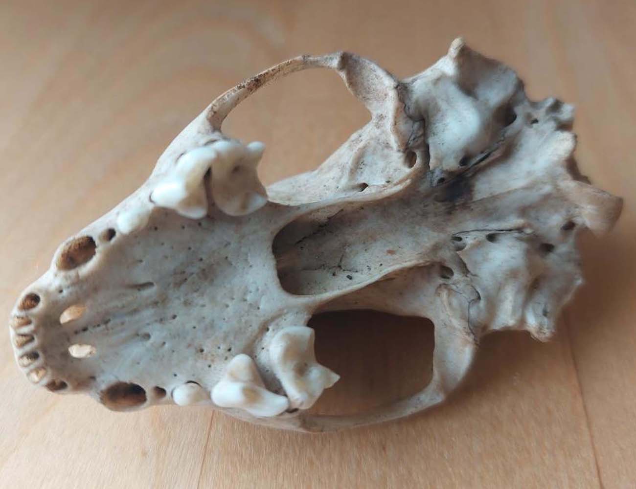 Animal-Related-Finds-While-Detecting-In-The-Woods